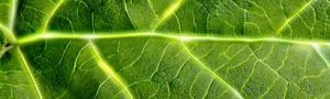 brandt leaf